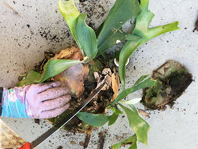 Plant with roots and soil attached on a concrete table, with a hand and saw preparing to cut down the middle of the plant