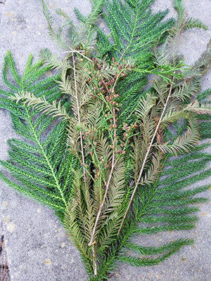 Same greenery with thin branch of tiny cones on top