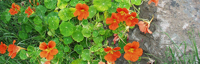 Geraniums