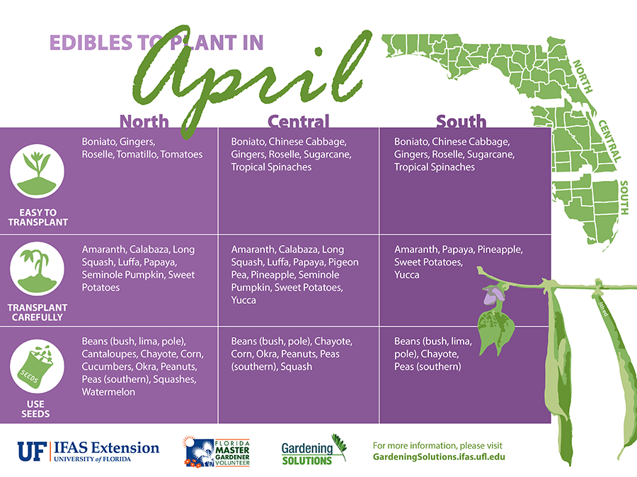 Graphic listing vegetables to plant in April for Florida, see link below for text versions.