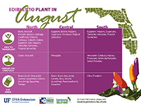 A graphic showing vegetables to plant in August for Florida