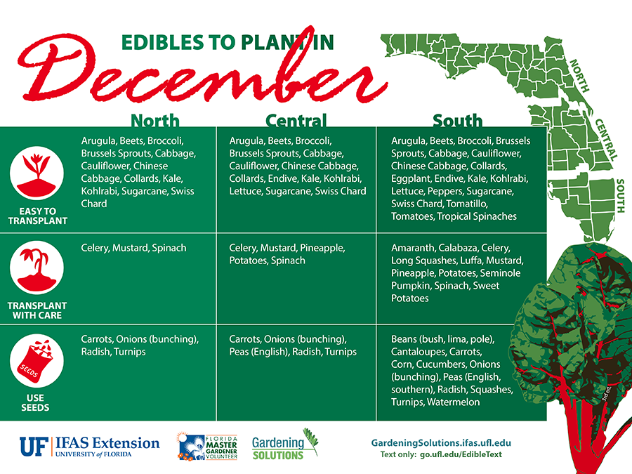 Graphic listing vegetables to plant in December for Florida, see link below for text versions.