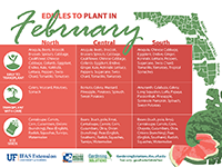 A graphic showing vegetables to plant in February for Florida