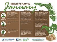 A graphic showing edibles to plant in January for Florida