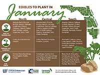 A graphic showing edibles to plant in January for Florida