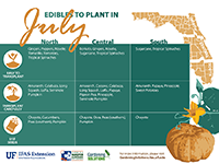 A graphic showing vegetables to plant in July for Florida