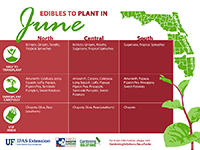 A graphic showing vegetables that can be planted in June for Florida