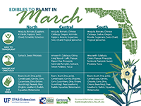 Edibles to plant in March graphic