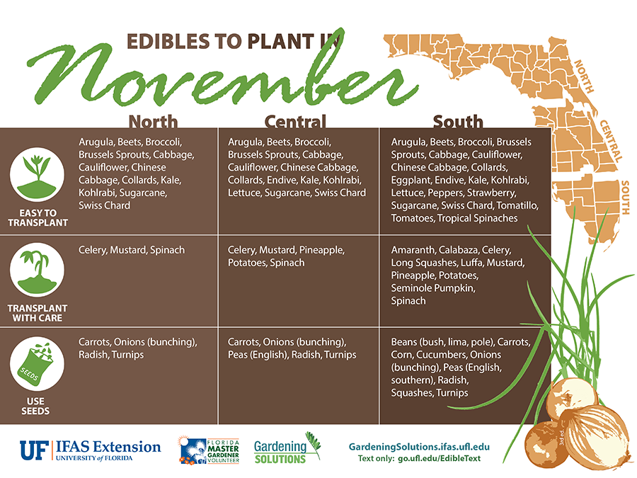 List of vegetables to plant this month in Florida; see below for links text versions