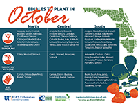 A graphic showing vegetables to plant in October for Florida