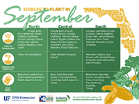 A graphic showing vegetables to plant in September for Florida