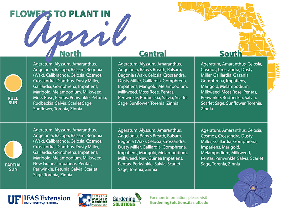 List of flowers to plant this month in Florida; see below for link to text version