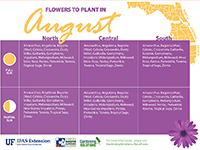 A graphic showing flowers to plant in August for Florida