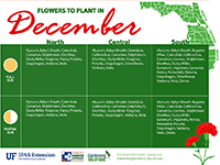 A graphic showing flowers to plant here in December