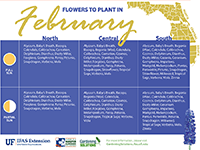 Small version of Flowers to plant in February graphic