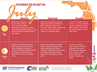 A graphic showing flowers to plant in July for Florida