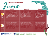 A graphic showing flowers to plant in June for Florida