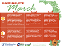 Small version of Flowers to plant in March graphic