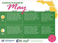 A small graphic showing flowers to plant in May for Florida
