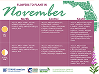 A graphic showing flowers to plant here in November