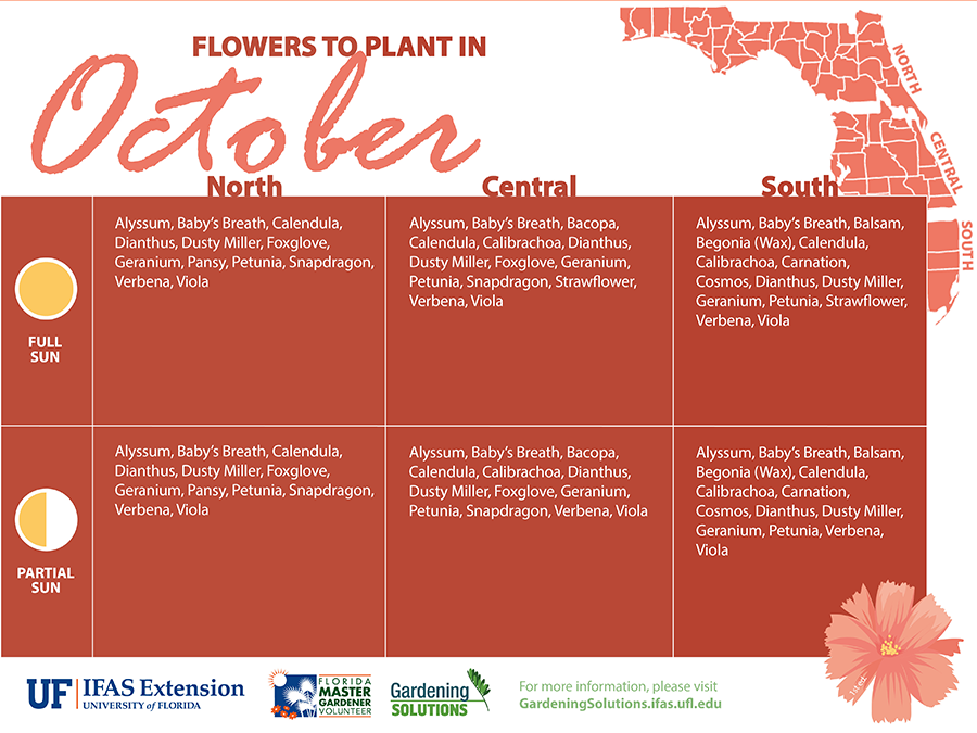 Illustration of a list of vegetables to plant in February here in Florida.