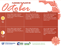 A graphic showing flowers to plant here in October