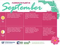 A graphic showing flowers to plant here in September