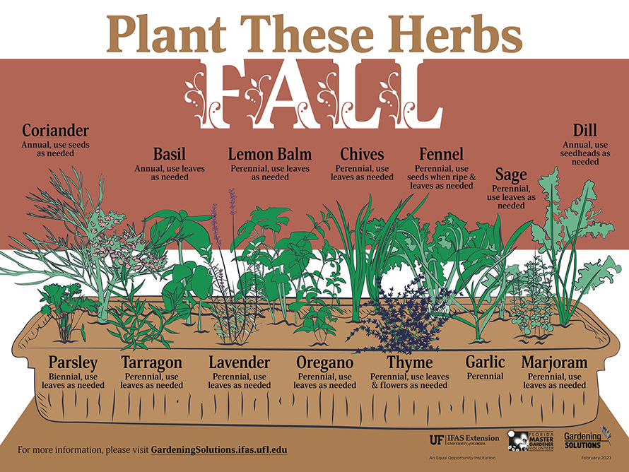 Illustrated list of herbs to plant in Florida during the fall season