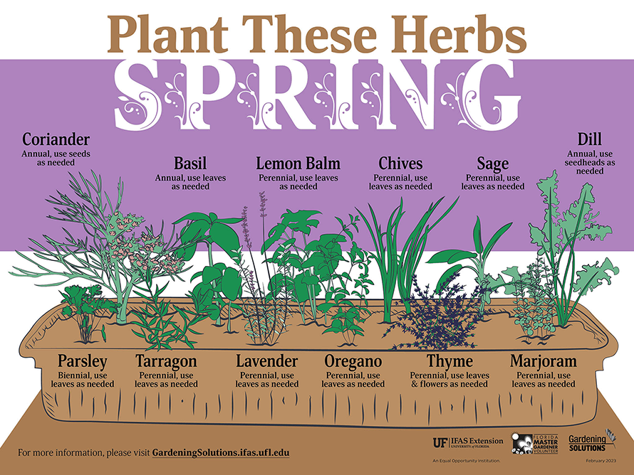 Illustrated list of herbs to plant in Florida during the spring season