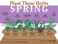 A graphic showing herbs to plant in spring for Florida