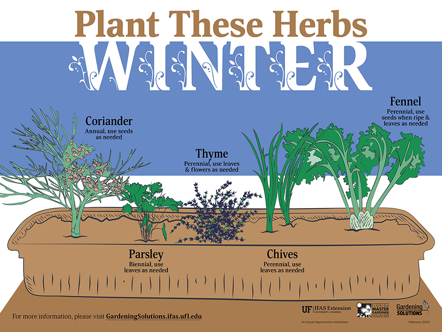 Illustrated list of herbs to plant in Florida during the winter season