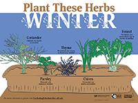 A graphic showing herbs to plant in winter for Florida