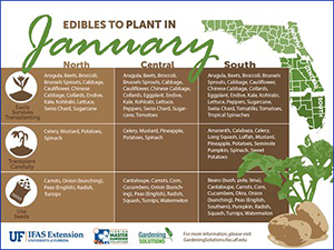 Illustration listing edibles to plant in Florida in January; link below also takes you to a link to text version.