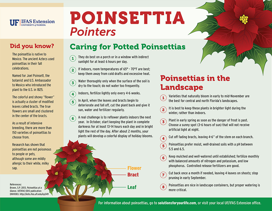 Illustrated list of poinsettia care information. 