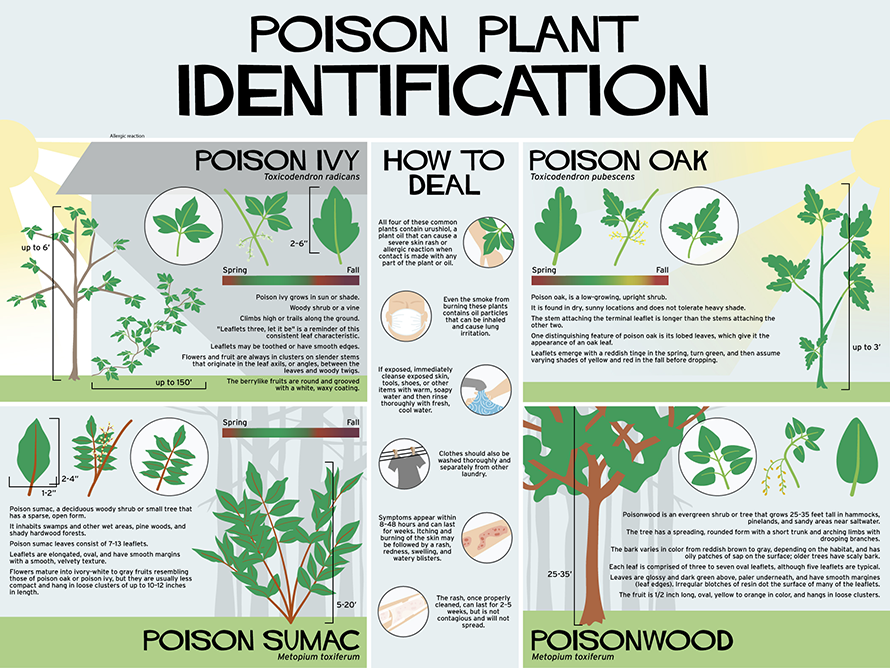Infographic showing four poisonous plants: poison ivy, poison oak, poison sumac, and poisonwood
