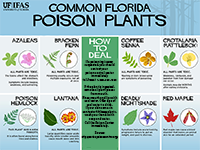 A graphic showing illustrations of some toxic plants with advice