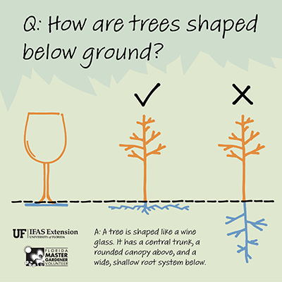 infographic showing a stick drawing of a tree compared to a wine glass, showing how the roots are shallow and splayed out like the base of a wine glass