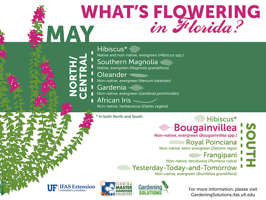 Infographic listing plants that are flowering here in Florida in May with an illustration of bougainvillea with hot pink flowers