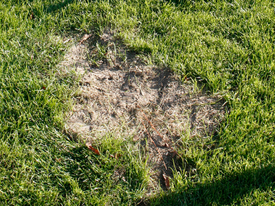 Turf lawn with a dead patch