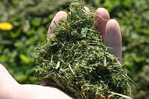 A handful of cut grass clippings