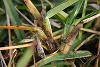 Close view of diseased grass