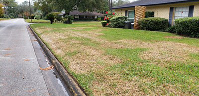 A grass lawn with large parts that are brown instead of green