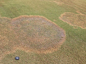 Grass with large patch disease