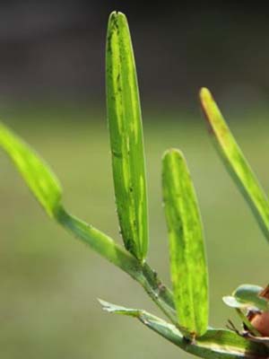Close view of grass blade with yellow streaks indicating presence of virus