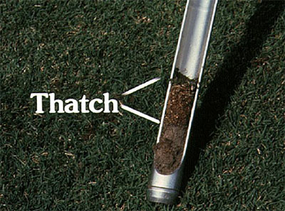 Layer of thatch shown in a core sample