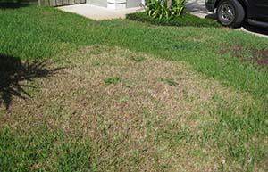 Green lawn with large patch of dead brown grass