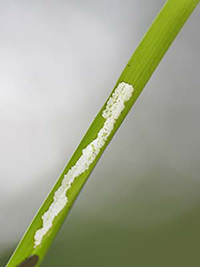 Green blade of grass with a section chewed through