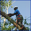 Man far up in a tree with safety gear