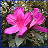 Bright pink azalea flowers