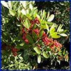 Mint plants with green arrow shaped leaves